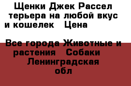 Щенки Джек Рассел терьера на любой вкус и кошелек › Цена ­ 13 000 - Все города Животные и растения » Собаки   . Ленинградская обл.